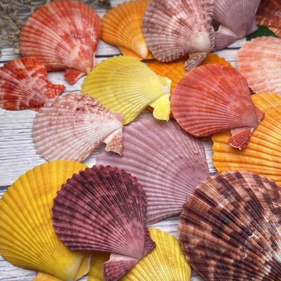 Gorgeous Lot of Colorful Unique Scallop Shells DIY Crafting Collecting Bundle - Picture 4 of 12